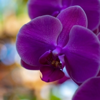 Purple orchids