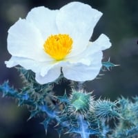 Argemone Pinnatisecta (Sacramento prickly poppy) Rare