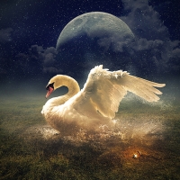 Dreamy Swan