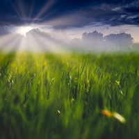 Sunbeams over the field