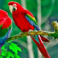 Rainbow Colored Macaws