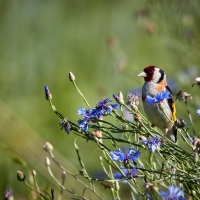 Bird on Cornflowers