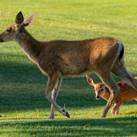 Mother Deer and Fawn