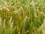 Spikes in Cornfield