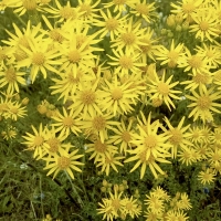 Beautiful yellow flowers