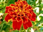 marigold