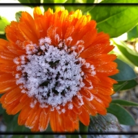 FROST ON FLOWER