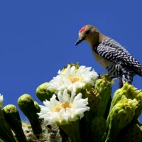 Saguaro Cactus Blossom Arizona