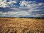 Cornfield in Latvia