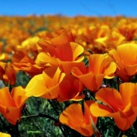 California State Flower Poppy