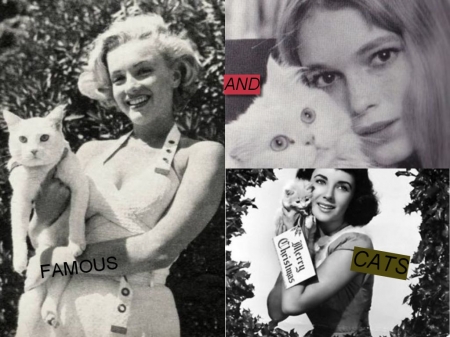 Collage of famous actresses - collages, cats, beauty, actresses, lovely