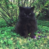 Black , big , hairy cats