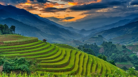 RICE FIELDS at EVENING - rice, clouds, fields, evening, splendor, landscape, sunset, nature, mountains