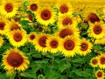 Sunflowers