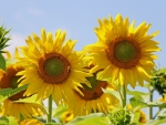 Sunflowers