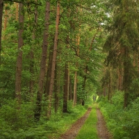 Forest Path