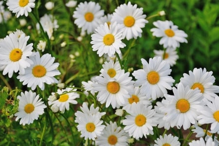 Pretty daisies - daisies, flowers, white, nature, green, UHD, orange