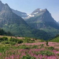 Mountain Meadow