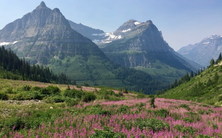 Mountain Meadow - Glacier, Montana, America, National Park, meadow, mountains