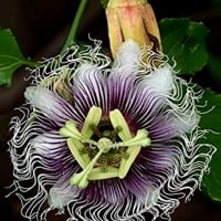 Purple Passion Flower