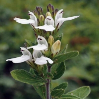 Angolan Water Willow (Justicia cubangensis & Justicia eriniae: Two new species of Water Willow from south-central Angola.)