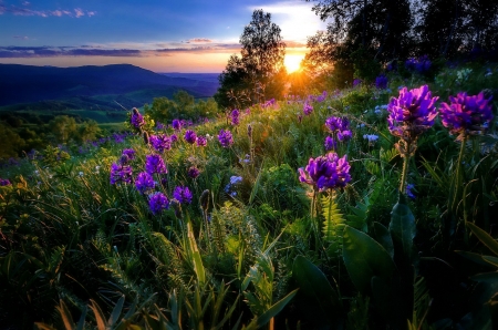 Mountain sunset - hills, summer, beautiful, slope, meadow, mountain, wildflowers, sunset, field