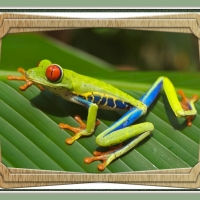 RED EYED TREE FROG