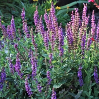 Purple Salvia Plant in a Garden