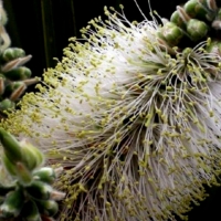 Rare White Bottle Brush Australian