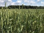 Cornfield in Latvia