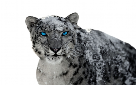 Snow Leapard - big, nature, blue, leapard, cats, eyes, snow, wild