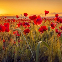 Poppy field at sunset