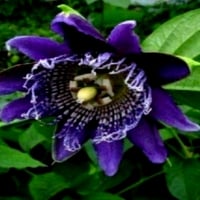 Rare Dark Purple Passion Flower