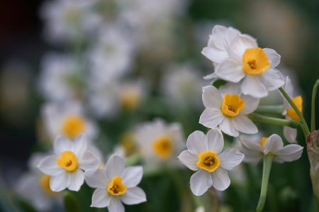 Daffodils - white, yellow, narcisa, flower, daffodil