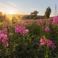 Meadow at Sunrise