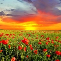 Poppy fiels at sunset