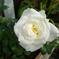 White rose