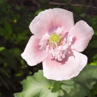 Pretty Poppy