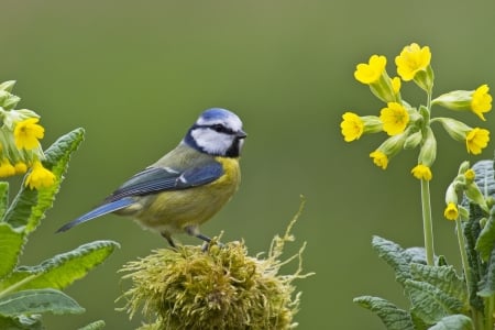 Colorful Little Titmouse - Winged Creatures, Nature, Flowers, Birds