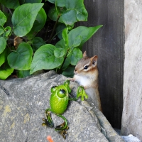 Chipmunk And A Tin Frog