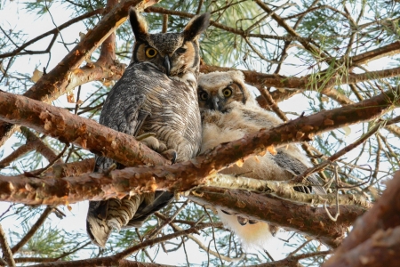 Two Owls - Trees, Animals, Nature, Winged Creatures, Birds, Owls