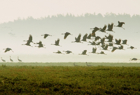Birds - bird, fly, mist, nature