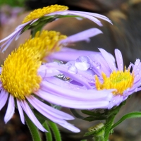 Rain Drops On Asters