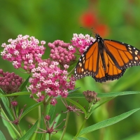 Monarch Butterfly