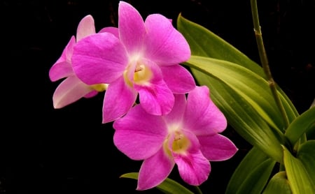 Orchid - orchid, flower, petal, nature