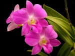 Orchid