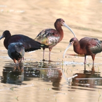 Glossy Ibis or. White Face Ibis