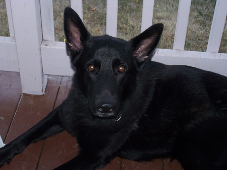 Baron Von Giest II - german shepard, porch