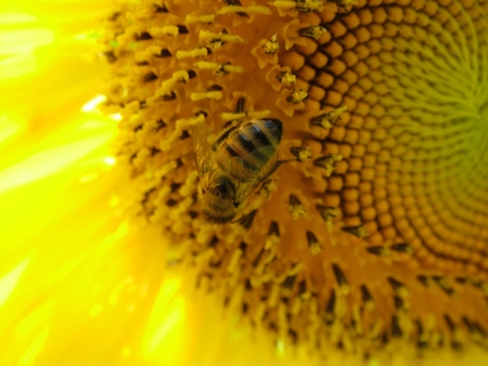 bee on a sunflower - bee, flower, bug, nature