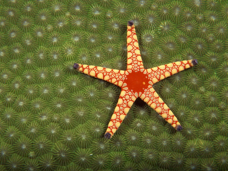 Star_By MY$T3RIO - nature, ocean, star, underwater